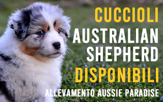 Allevamento Australian Shepherd