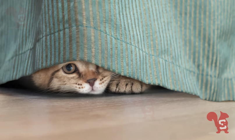 gatto nascosto